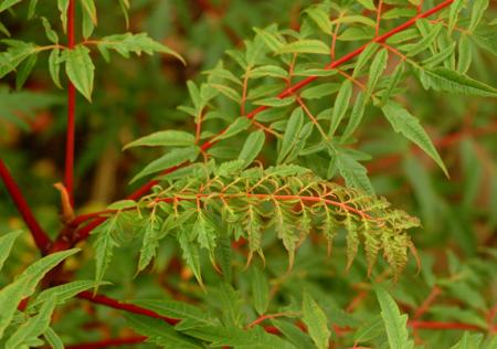 gallery_4038_1901_248789.jpg