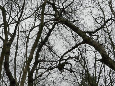 gallery_12134_1916_109773.jpg