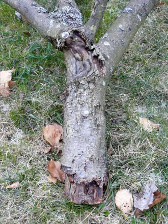 gallery_12134_1916_52357.jpg