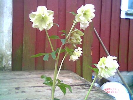 gallery_2460_1499_41654.jpg