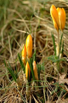 gallery_4038_1901_14087.jpg