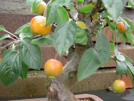 gallery_7745_1922_273600.jpg