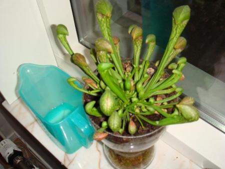 gallery_12008_984_68180.jpg