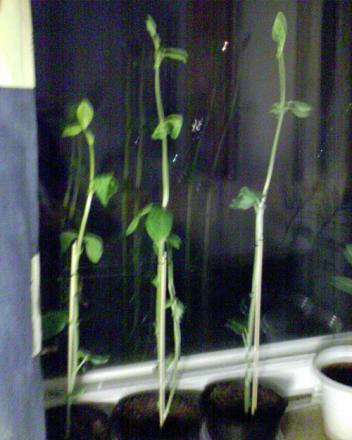 gallery_13743_1925_227627.jpg