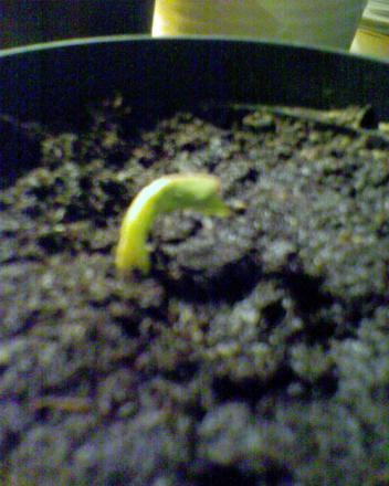 gallery_13743_1925_27333.jpg