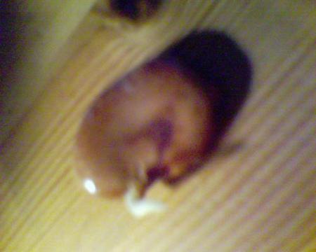 gallery_13743_1925_38310.jpg