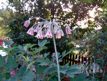 gallery_13210_1928_201419.jpg