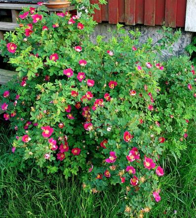 gallery_13210_1928_274313.jpg