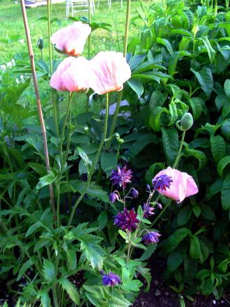 gallery_13210_1928_279466.jpg