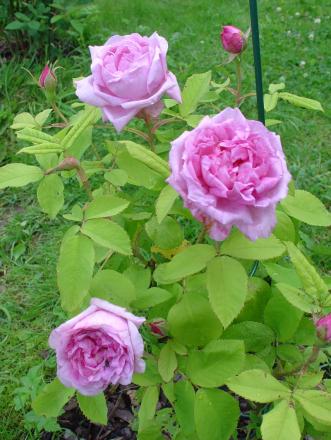 gallery_13210_1928_393041.jpg