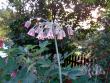 tn_gallery_13210_1928_201419.jpg