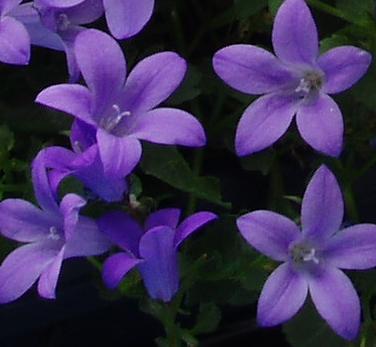 gallery_4380_1930_15484.jpg