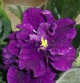 gallery_4380_1930_1692.jpg