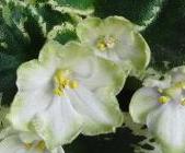 gallery_4380_1930_4075.jpg