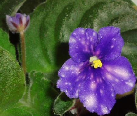 gallery_4380_1930_18355.jpg
