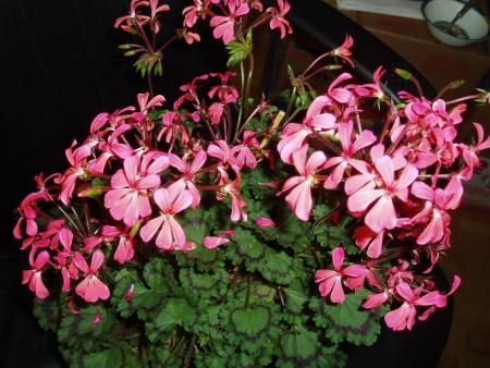 gallery_4380_1930_60664.jpg