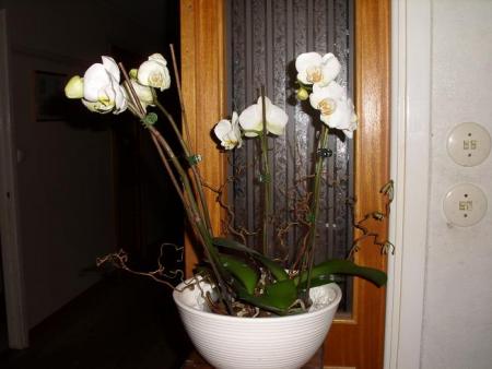 gallery_5307_545_29456.jpg