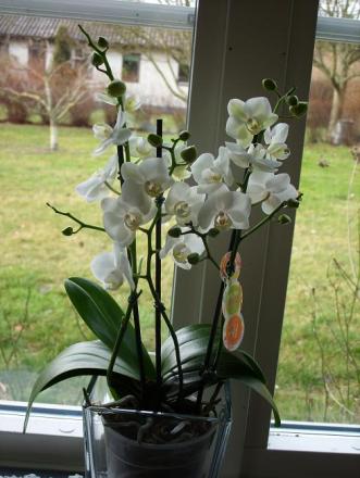 gallery_5307_545_46609.jpg