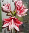 tn_gallery_4380_1930_34431.jpg