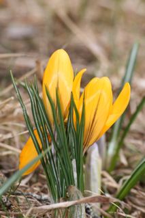 gallery_11478_1936_14078.jpg