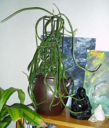 gallery_4380_1930_31047.jpg