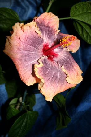 gallery_7425_1935_134384.jpg