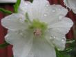 tn_gallery_14199_1934_46959.jpg
