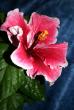 tn_gallery_7425_1935_37199.jpg