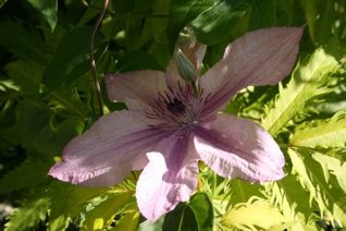 gallery_11478_1936_12916.jpg