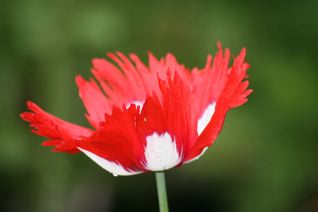 gallery_11478_1936_14331.jpg