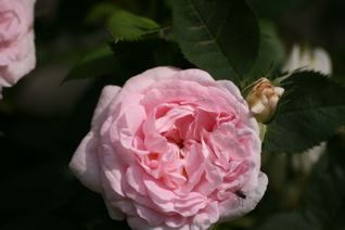 gallery_11478_1936_17165.jpg