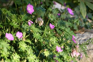 gallery_11478_1936_26145.jpg