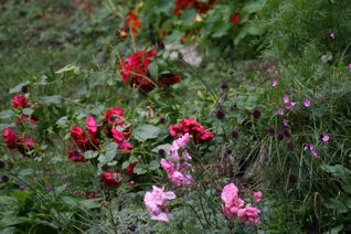 gallery_11478_1936_29555.jpg