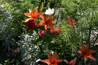 gallery_11478_1936_32900.jpg