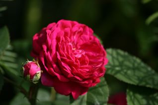gallery_11478_1936_5144.jpg