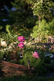 gallery_11478_1936_6337.jpg