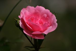 gallery_11478_1936_6699.jpg