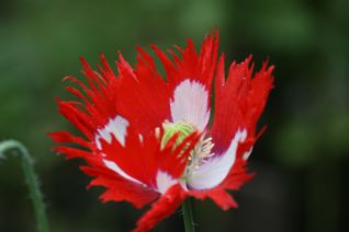 gallery_11478_1936_7260.jpg