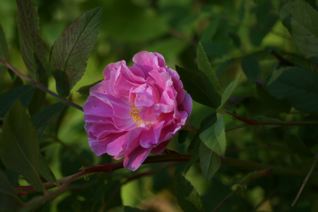gallery_11478_1936_9815.jpg
