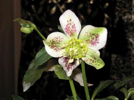 gallery_13796_1946_38727.jpg