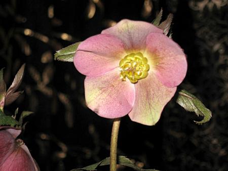 gallery_13796_1946_52319.jpg