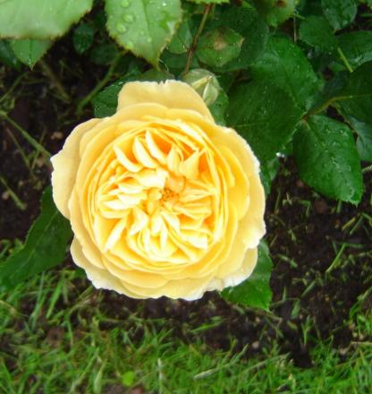 gallery_11241_963_24116.jpg