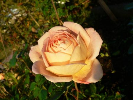 gallery_4960_1960_109451.jpg