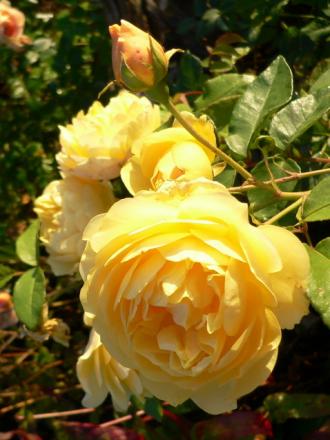 gallery_4960_1960_49623.jpg