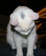 tn_gallery_11241_1666_34579.jpg