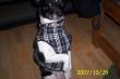 tn_gallery_14342_36_29355.jpg