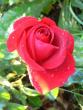 tn_gallery_4960_1960_76408.jpg