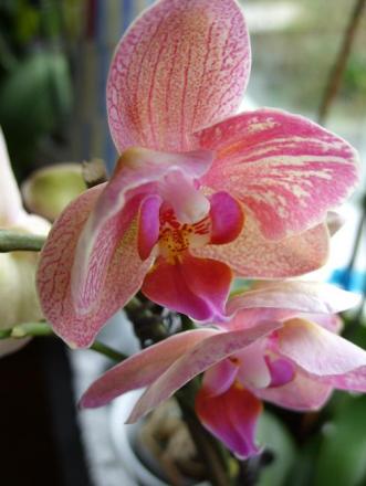 gallery_5307_545_78708.jpg