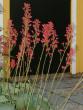 tn_gallery_941_137_140149.jpg