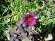 tn_gallery_941_137_271974.jpg